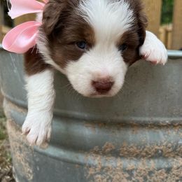 Australian Shepherds from Precision and Focus Ranch