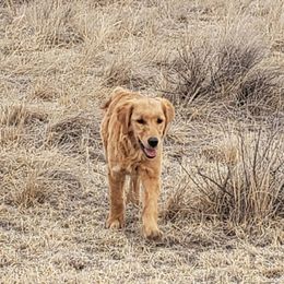 Penny - Golden Retriever