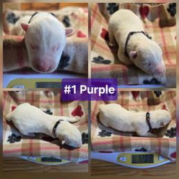 1 Purple - White female Siberian Husky puppy in Dane, Wisconsin from Sunny Hurricane Siberians