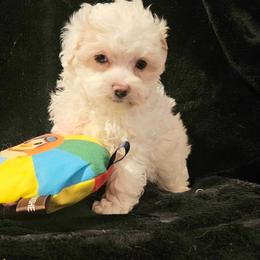 Lucky - White male Maltipoo puppy in Palm Coast, Florida from Doggies4you
