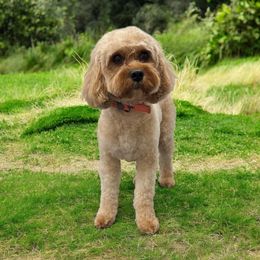 Stella - Cavapoo