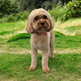 Stella - Cavapoo
