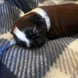 Boy 2 - Liver and white male Shih Tzu puppy in Peoria, Arizona from Jodi’s Shihtzus