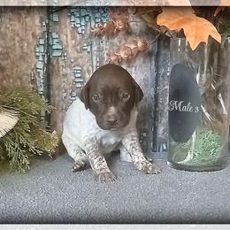 Boy 3 - Liver roan male German Shorthaired Pointer puppy in Laporte, Minnesota from Northern Odyssey Gun Dogs