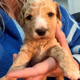 Purple Collar - Apricot female Goldendoodle puppy in Ottawa, Kansas from Kansas Country Doodles