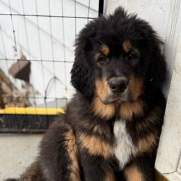 Light blue collar - Black and tan male Tibetan Mastiff puppy in Berlin, New Hampshire from Great North Woods Tibetan Mastiffs