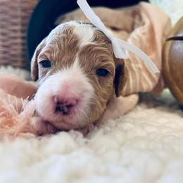 Goldendoodle Puppies from Goldendoodle Baby