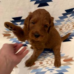 Makani ( Brown collar boy) - Red  male Goldendoodle puppy in Phelan, California from High Desert Doodles - the original
