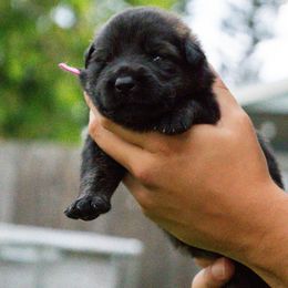 Girl 1 - German Shepherd puppy in Tamiami, Florida from Vom MontHaus