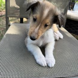 April - Sable female Collie puppy in Yukon, Oklahoma from ColliesOklahoma