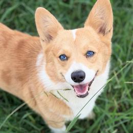 Luna - Red female Pembroke Welsh Corgi puppy in Beggs, Oklahoma from Blue Diamond Corgi’s