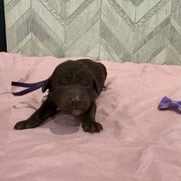Sina - Chocolate female Goldendoodle puppy in Camden, North Carolina from Oopsie Doodles of NC