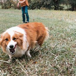 Barbie - Pembroke Welsh Corgi