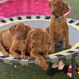 Vizsla Puppies from MountainTop Vizslas