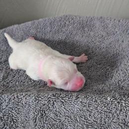 First Boy - White male Pomeranian puppy in Newport News, Virginia from Itty Bitty Poms