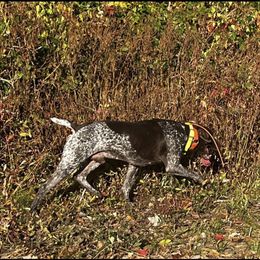 Cheeto - German Shorthaired Pointer