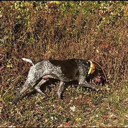 Cheeto - German Shorthaired Pointer