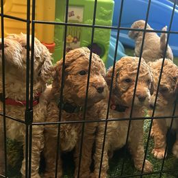 Goldendoodles from Doods & More