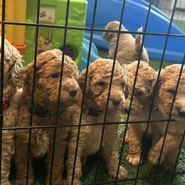 Goldendoodles from Doods & More