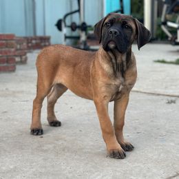 Girl 2 - Cane Corso puppy in California from Mastiff Mafia