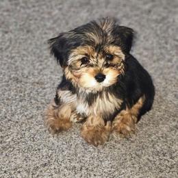 Ivy - Black and tan female Yorkshire Terrier puppy in Thornville, Ohio from My precious yorkies