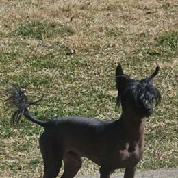 Slick - Chinese Crested