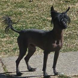 Slick - Chinese Crested