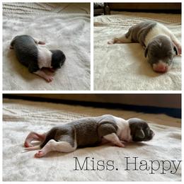 Miss. Happy - White and blue female Italian Greyhound puppy in Texas from Italian Greyhounds of Frisco