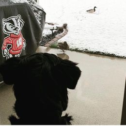 Bernese Mountain Dog Puppies from Lonesome Pine Farm