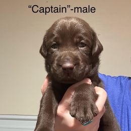 Captain - Chocolate male Labrador Retriever puppy in Dillwyn, Virginia from Darbytown Labradors