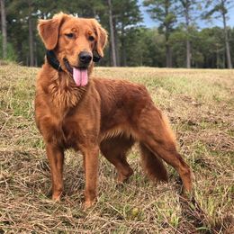 Golden Retrievers from Gold Rush Retrievers