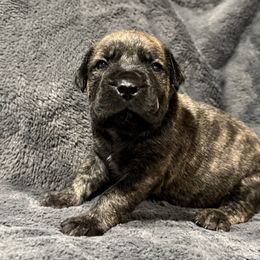 Red Collar - Brindle male Boerboel puppy in Manitowoc, Wisconsin from Mae Boerboel