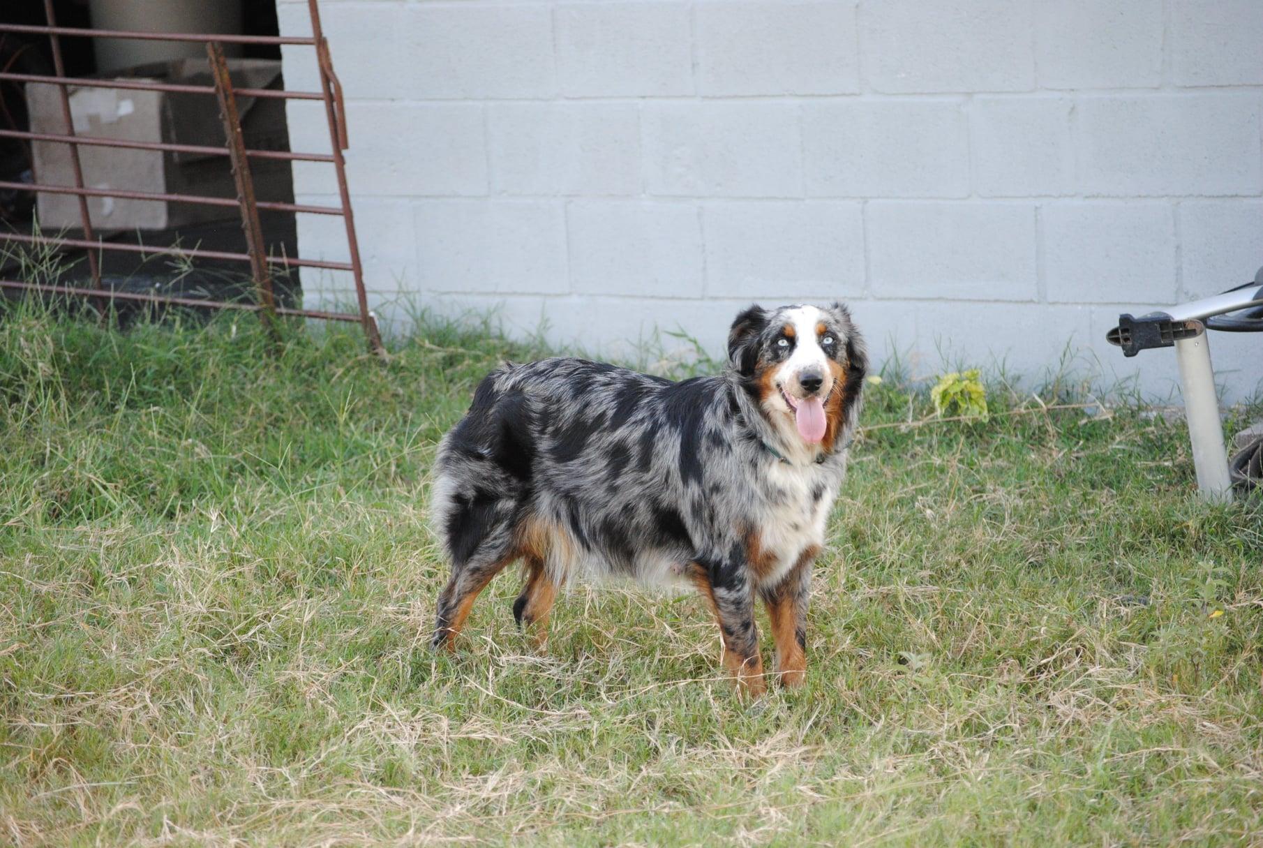 Texas Shepard Thundering Hooves Ranch's Australian Shepherds in Texas | Australian ...