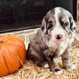 Bernedoodle Puppies from Black Barn Bernedoodles