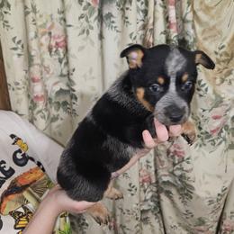 Blue Boy 1 - Blue male Australian Cattle Dog puppy in Center Point, Texas from Lone Star Heelers