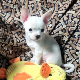 Chico - White male Chihuahua puppy in Gerald, Missouri from OutLaw Chihuahua's
