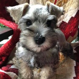 Miniature Schnauzers from Sugar Falls Schnauzers