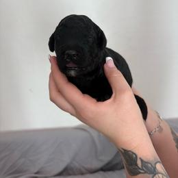Butterball - Black male Goldendoodle puppy in Mesa, Arizona from Schmidt’s Doxies N Doodles