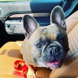French Bulldogs from Fun & Frenchie Free, LLC
