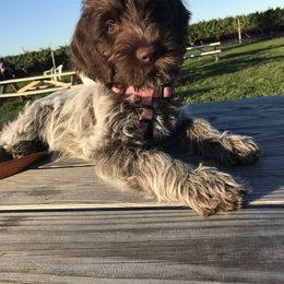 Wirehaired Pointing Griffon Puppies from Pine Barron Griffons