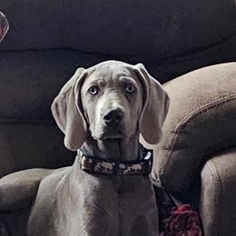 Purple collar - Gray male Weimaraner puppy in Glendive, Montana from Lazy Hearts Kennel