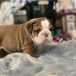 Bulldog and French Bulldog Puppies from MMG Bulldogs