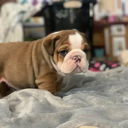 Bulldog and French Bulldog Puppies from MMG Bulldogs