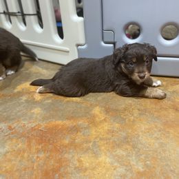 Australian Shepherd and Miniature Australian Shepherd Puppies from Integrity Aussies Tx