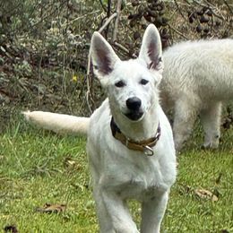 Karma - White female Berger Blanc Suisse puppy in Virginia from Wynter Spirit Kennels