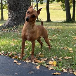Miniature Pinscher All Grown Up from Valjalu’s Minianture Pinschers