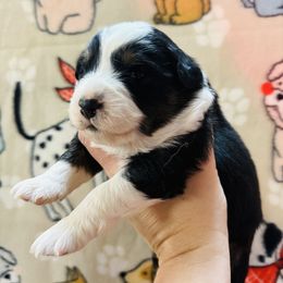 Jan - Black tri-color female Australian Shepherd puppy in Ashland, Ohio from SS Australian Shepherds