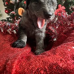 Goldendoodle Puppies from Sweetgrass Goldendoodles of Moncks Corner