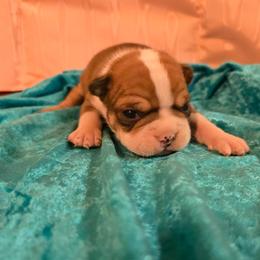 Baxter - Seal and white male Boston Terrier puppy in Clarksburg, West Virginia from Pawprints Boston Terriers
