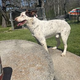 Bullwinkle - Australian Cattle Dog